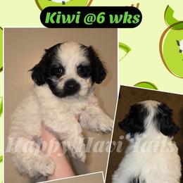 Kiwi -3rd born - Black and white female Havanese puppy in Kansas City, Missouri from Happy Havi Tails