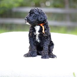 Orange collar - Black and white male Bernedoodle puppy in Spokane, Washington from Doodle Love