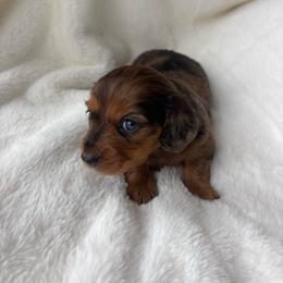 Letta - Dapple female Dachshund puppy in Humphreys, Missouri from Foster’s Dachshunds