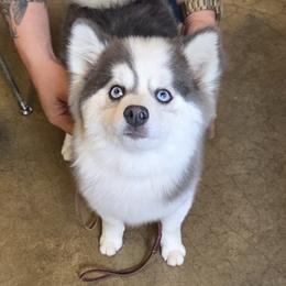 Yue - Pomsky