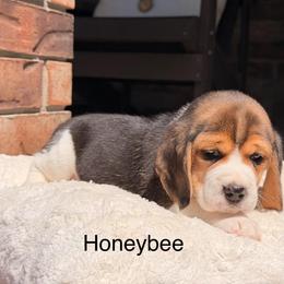 Honeybee - Black tan and white female Beagle puppy in Mansfield, Missouri from Rippee Creek Kennel