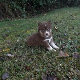 Girl 4 - Red and white female Siberian Husky puppy in Jonesborough, Tennessee from Dry Creek Siberians
