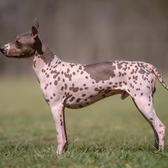 Gambit - American Hairless Terrier