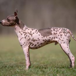 Gambit - American Hairless Terrier