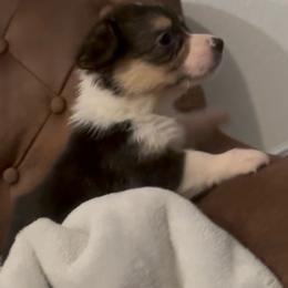 AKC Blue - Black and tan female Pembroke Welsh Corgi puppy in Summerfield, Florida from Promise Land Farm
