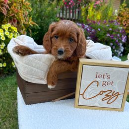 Goldendoodle and Poodle Puppies from D&D Doodles