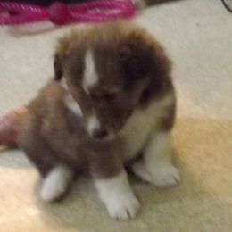 Shetland Sheepdog Puppies from Wyndeway Shetland Sheepdogs