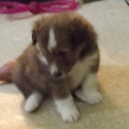 Shetland Sheepdog Puppies from Wyndeway Shetland Sheepdogs