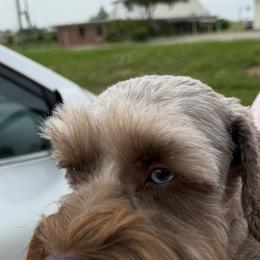 Ellie - Miniature Schnauzer