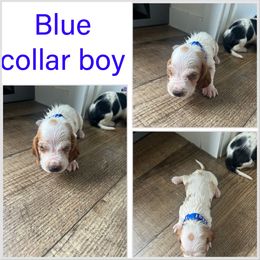 Boy 4 - Mahogany and white male Basset Hound puppy in Tahlequah, Oklahoma from HNH Hounds