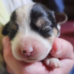 Zach - Black and tan male Pembroke Welsh Corgi puppy in Pilot Rock, Oregon from L2H Corgi's