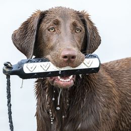 Socks - Labrador Retriever