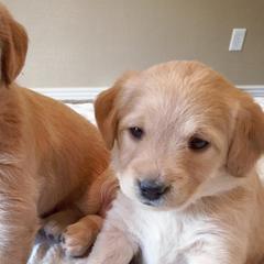 Goldendoodles and Labradoodles from Artisan Doodles