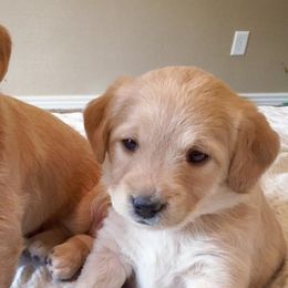 Goldendoodles and Labradoodles from Artisan Doodles