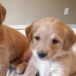 Goldendoodles and Labradoodles from Artisan Doodles