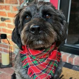 Sugar - Australian Labradoodle