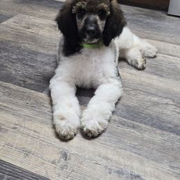 Lime - Parti female Poodle puppy in Bauxite, Arkansas from Mountain Ridge Poodles