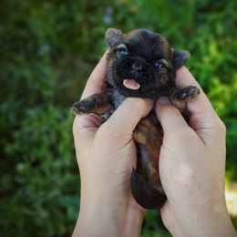 Companion Cross, Havanese, Mal-Shi, Maltese, Maltipoo, Morkie, and Shih Tzu Puppies from Seeking Shalom Acres Maltese, Maltipoos & Havamalts