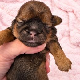 Dempsey - Chocolate and tan female Shih Tzu puppy in Tallahassee, Florida from Bows and Bow Ties