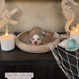Ocean - Sable and white male Siberian Husky puppy in Lodi, California from Wolves with Amor