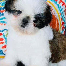 Shih Tzus from Nicali Shih Tzu