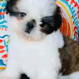 Shih Tzus from Nicali Shih Tzu
