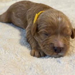 Girl 3 yellow - Apricot female Cavapoo puppy in Orion, Illinois from Poppy Garden Doodles