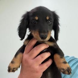 Axl - Black and tan male Dachshund puppy in Pulaski, Tennessee from Billboard Doxies