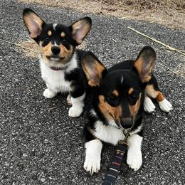 Pembroke Welsh Corgis from Southside Pembroke Welsh Corgis