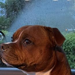 I Denali - Staffordshire Bull Terrier