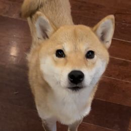Hana - Red female Shiba Inu puppy in San Diego County, California from Mishmo's Shibas and Papillons