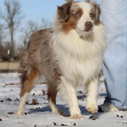 Cowboy Max - Australian Shepherd