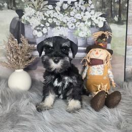Marina - Black and silver female Miniature Schnauzer puppy in Crosby, Texas from Raisin' the Woof Schnauzers