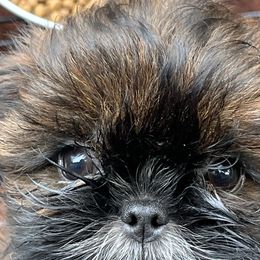 Boy 2 - Brindle and white male Shih Tzu puppy in St. Helena, California from Sattui little Shih Tzu of Napa Valley