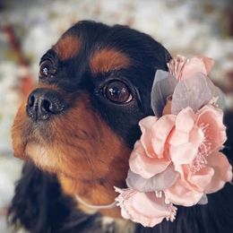 Rosie - Cavalier King Charles Spaniel