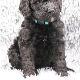 Poodle Puppies from Absolutely Pampered Poodles