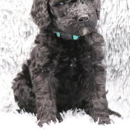 Poodle Puppies from Absolutely Pampered Poodles
