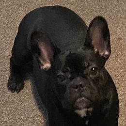 Harley - French Bulldog