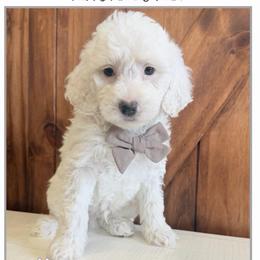 Green Collar - Parti male Goldendoodle puppy in Fort Lupton, Colorado from Puppy Paws Colorado