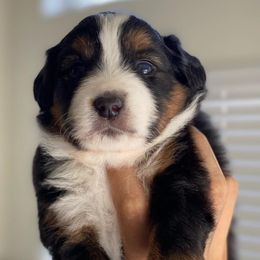 Miniature American Shepherds and Miniature Australian Shepherds from Scv minis