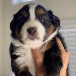 Miniature American Shepherds and Miniature Australian Shepherds from Scv minis