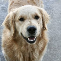 French Bulldog, Goldendoodle, and Golden Retriever Puppies from Crystal Coast Kennels, LLC