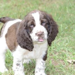 Chloe - Liver and white female English Springer Spaniel puppy in Central, South Carolina from SarMel