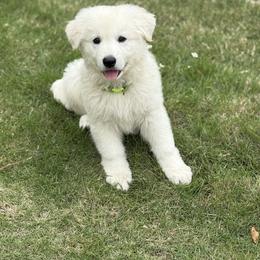 Berger Blanc Suisse and German Shepherd Puppies from Scenic Creek German Shepherds and White Swiss Shepherds