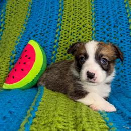 WILLIE - Sable male Pembroke Welsh Corgi puppy in Ritzville, Washington from Sapphire Iris Corgis