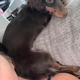 Dachshund All Grown Up from Dannie's Doxies