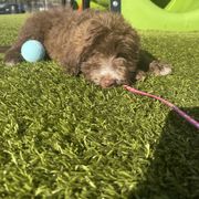 Border Collie and Bordoodle Puppies from Pecan Grove Acres’ Pups