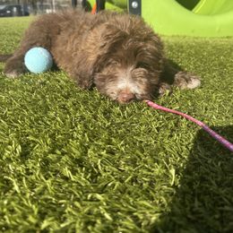 Border Collie and Bordoodle Puppies from Pecan Grove Acres’ Pups