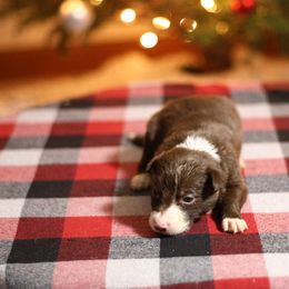Boy 1 - White and red male Border Collie puppy in Cadiz, Ohio from Graham Livestock