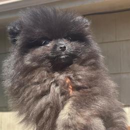 Smoke - Black male Pomeranian puppy in Kansas City, Missouri from S&K Pomeranians